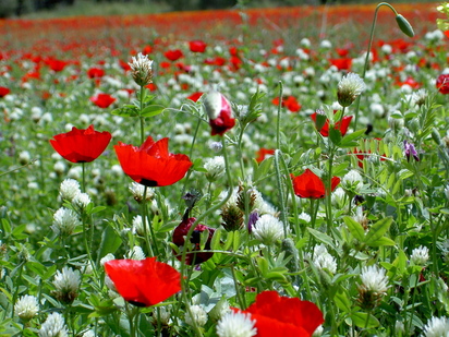 Kiiko Matsumoto Style acupuncture treatment