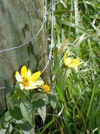 Botanical and plant medicine